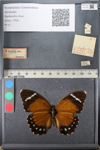 Media type: image;   Entomology 142482